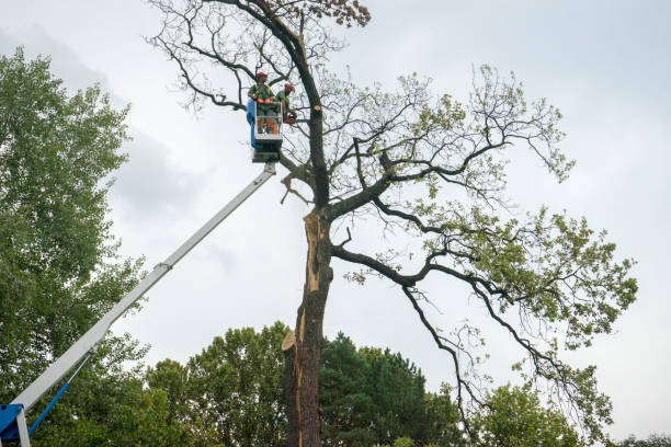 How Our Tree Care Process Works  in  Poland, OH